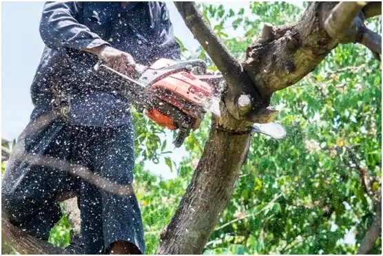 tree services Lone Oak